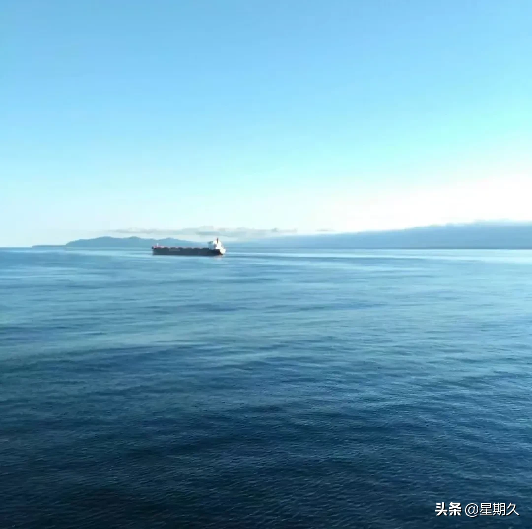 大白鲨遭海龟噎死,海滩上出现巨大大白鲨