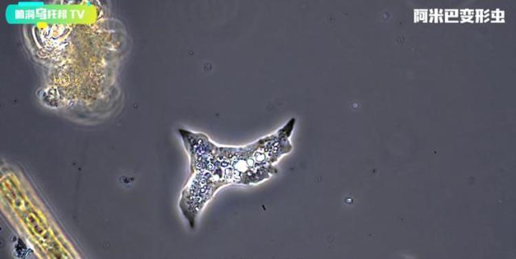 解密大气层怪物假说游走于空中大气层神秘生物传说它是龙的真身