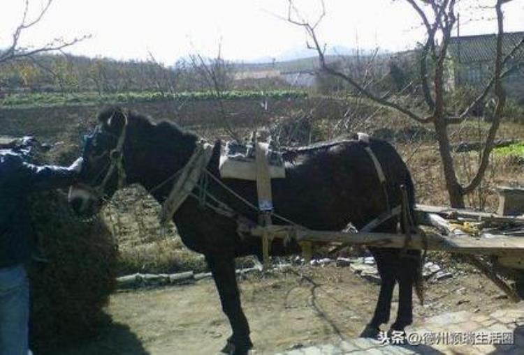 天下奇闻丨德州夏津发生奇异事件骡生驹