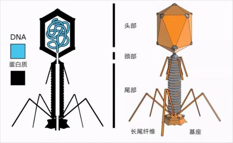 病毒的目的是杀死宿主吗,病毒是如何与宿主共生