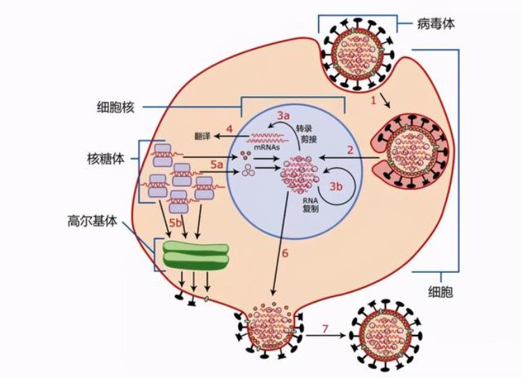 病毒的目的是杀死宿主吗,病毒是如何与宿主共生