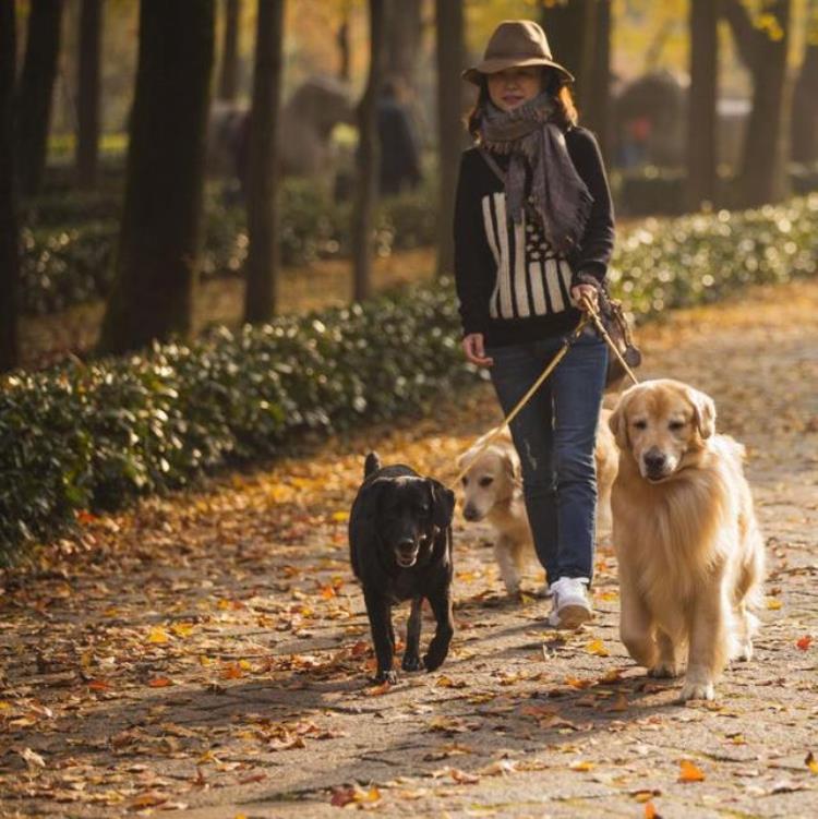 猫狗为什么不传播新冠病毒有两个原因呢,新冠病毒是通过空气传播的吗