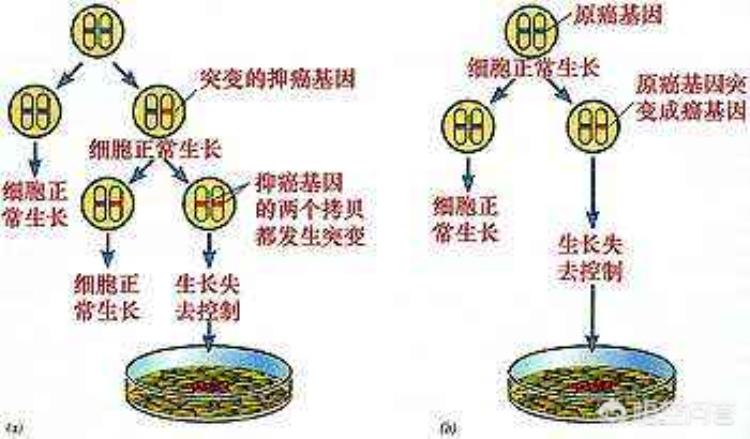 除了新冠这4种病毒也要警惕它们可能会引发多种癌症,新冠病毒可以引起恶性肿瘤吗