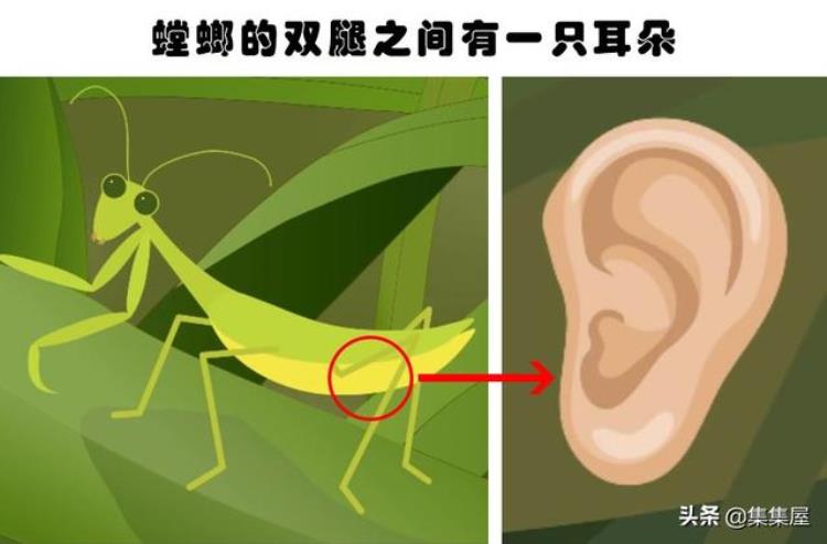 对于动物爱好者而言相当有趣的10个有趣事实,关于动物的十个小秘密