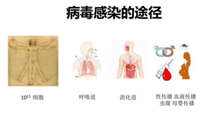 病毒是如何感染人类的,公共卫生措施阻断病毒