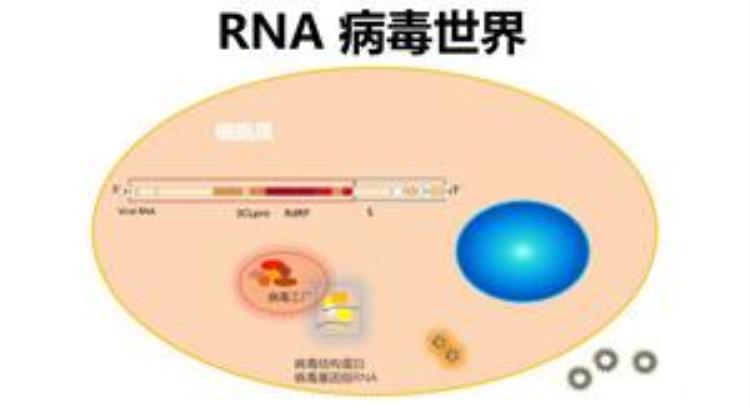 病毒是如何感染人类的,公共卫生措施阻断病毒