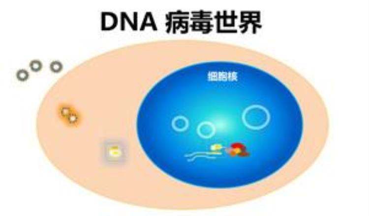 病毒是如何感染人类的,公共卫生措施阻断病毒