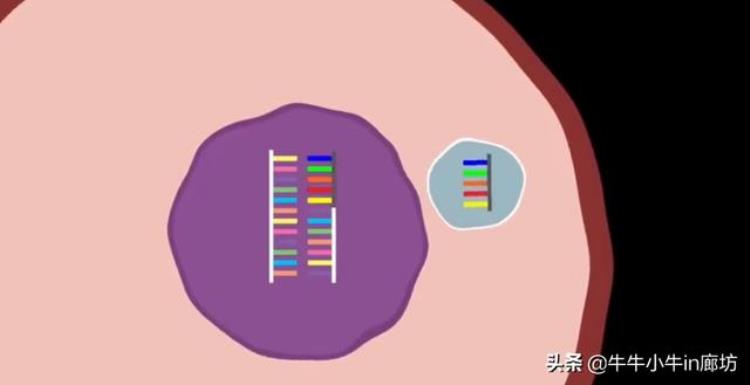 病毒到底是个什么东西他和人类进化有什么关系,科普病毒促进了人类进化