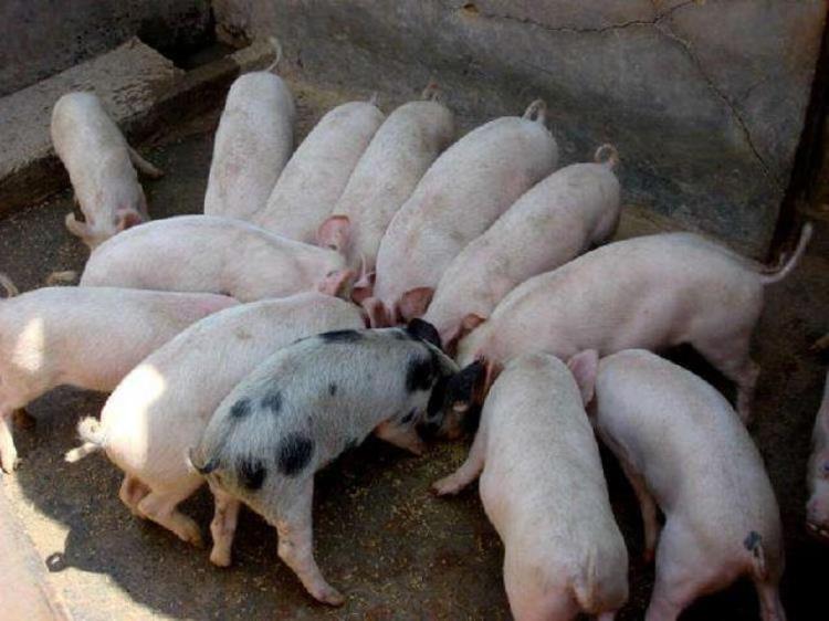 释疑猪肉制品为何会检测出非洲猪瘟病毒吃了这些产品对人体有害吗