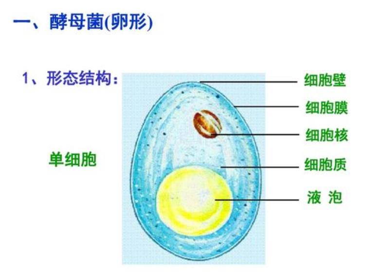 病毒和细菌怎么区分的,病毒比细菌小多少