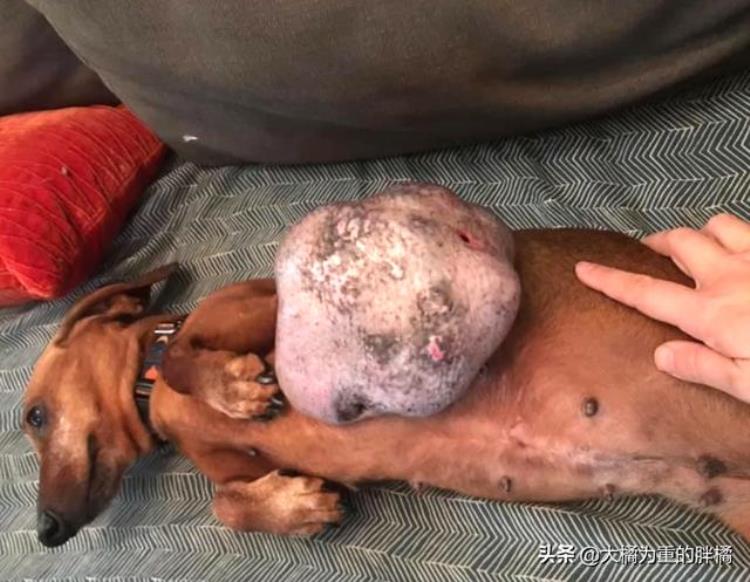 13岁狗狗得了肿瘤,14年的狗身上长了肿瘤