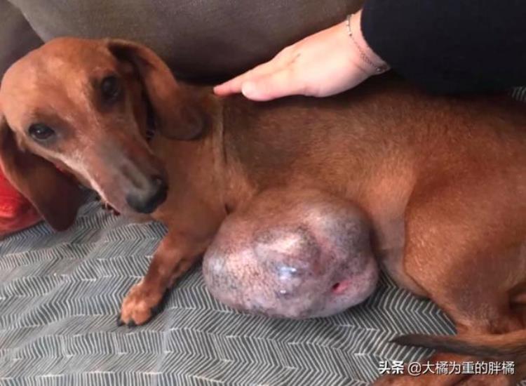 13岁狗狗得了肿瘤,14年的狗身上长了肿瘤