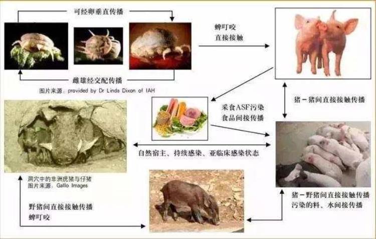 吃了非洲猪瘟的肉会传染给猪吗,猪瘟病传染吗