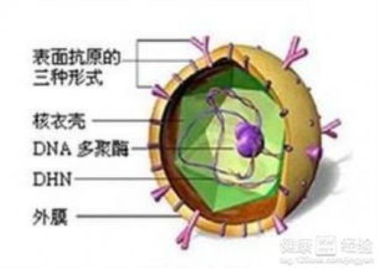 科普乙型肝炎病毒你知道多少种,乙型肝炎病毒能治好吗