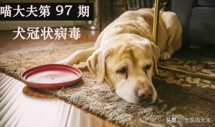 宠物健康犬冠状病的病发原因症状以及应对措施分析,狗狗冠状病最佳治疗方法