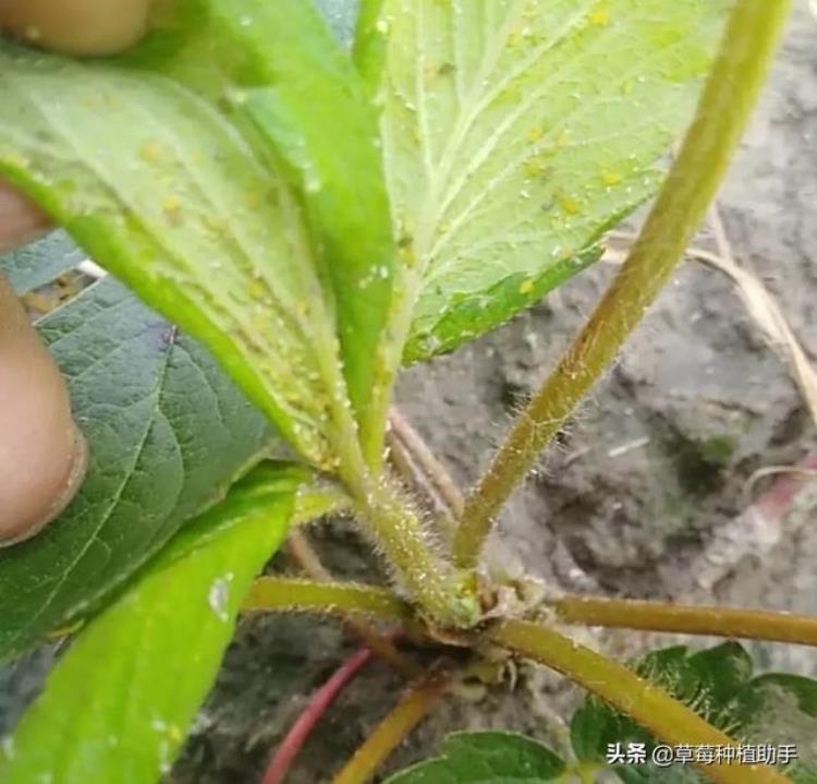 草莓 生病,每天吃两瓣大蒜能预防冠状病毒吗