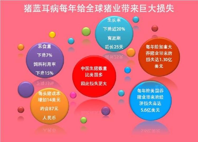 200头猪集体死亡原来是养殖户不知道这个原因吗,养100多头猪全死了