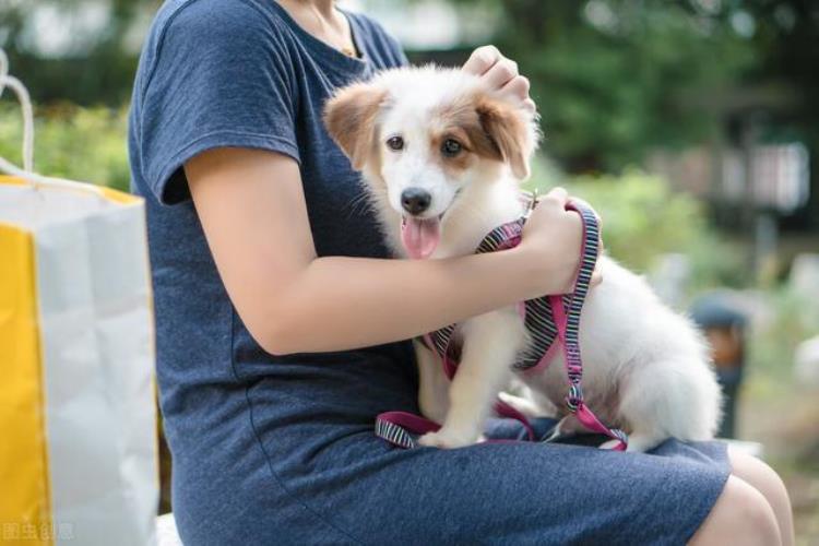 狗狂犬病毒是天生自带,还是被传染的,家养的正常狗有狂犬病毒吗