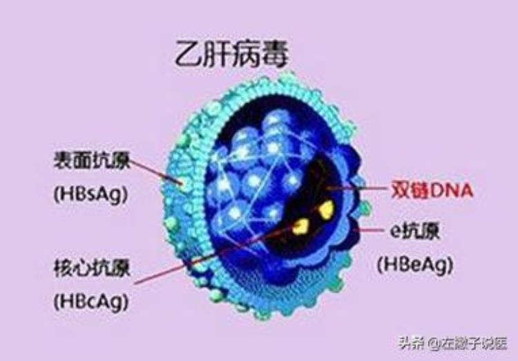 乙肝检查不出病毒是什么情况,为什么乙肝病毒不能治愈