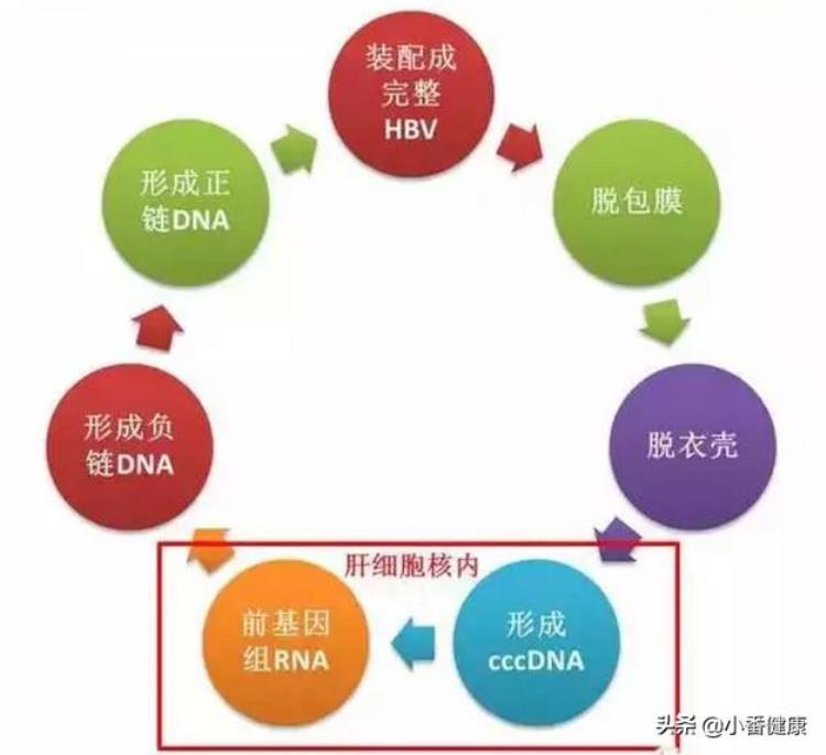 影响乙肝病毒复制的因素,怎么算乙肝病毒停止复制