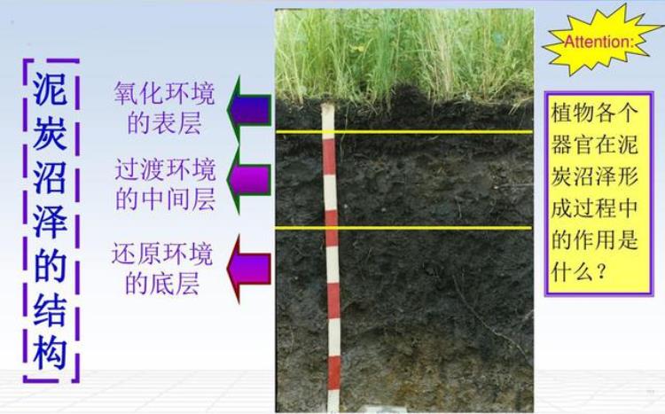 尸身不腐原因,两千年男性古尸不腐的秘密