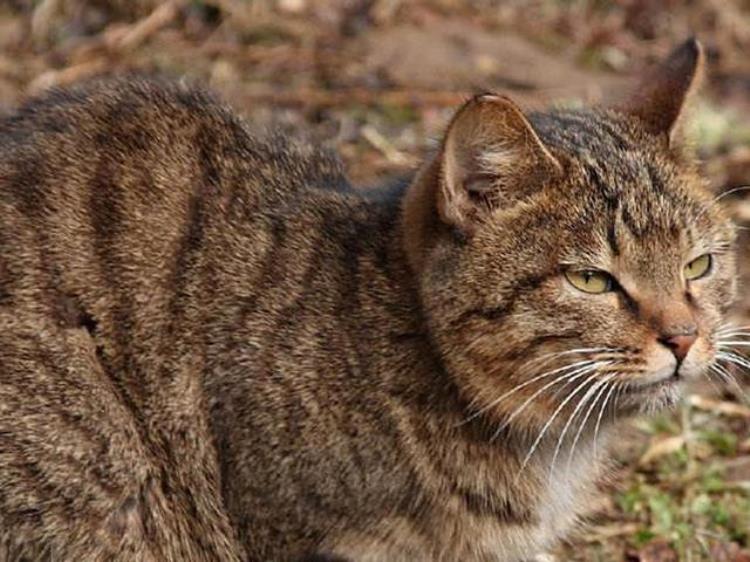 养猫如何预防狂犬病,散养的家猫会有狂犬病吗