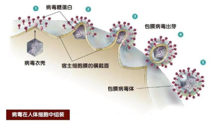 为什么抗病毒药这么少,抗病毒药是哪些药