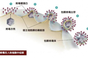 为什么抗病毒药这么少,抗病毒药是哪些药