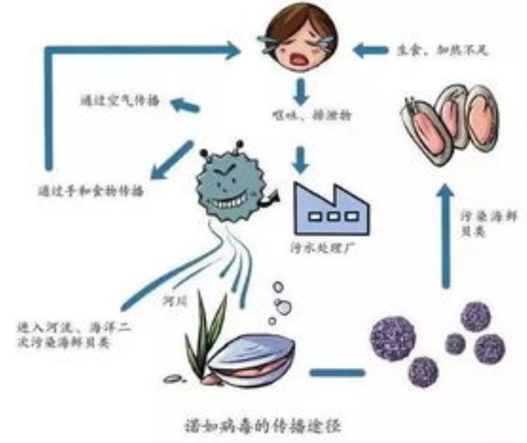 病毒性急性胃肠炎是怎么回事吃什么药「什么是病毒性肠胃炎」