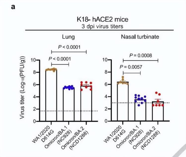 奥密克戎毒力减弱病毒滴度比原始毒株低百余倍