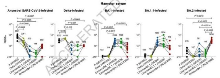 奥密克戎毒力减弱病毒滴度比原始毒株低百余倍