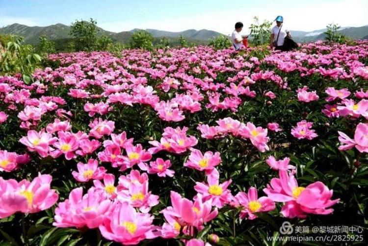 美呆了黎城百亩芍药花开了趁着花开正好约起来吧