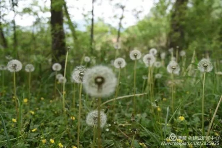 美呆了黎城百亩芍药花开了趁着花开正好约起来吧