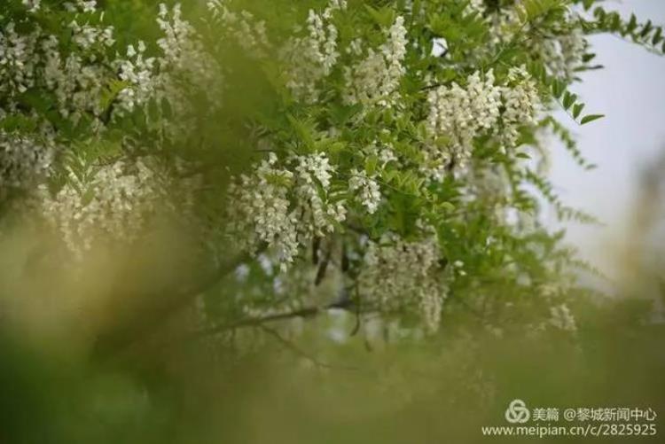 美呆了黎城百亩芍药花开了趁着花开正好约起来吧