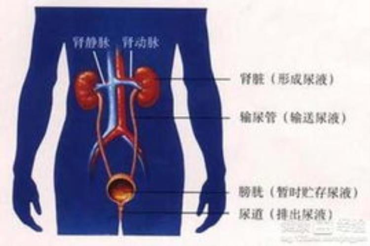 怀疑泌尿系感染应该做哪些检查呢,怀疑肾炎做什么检查