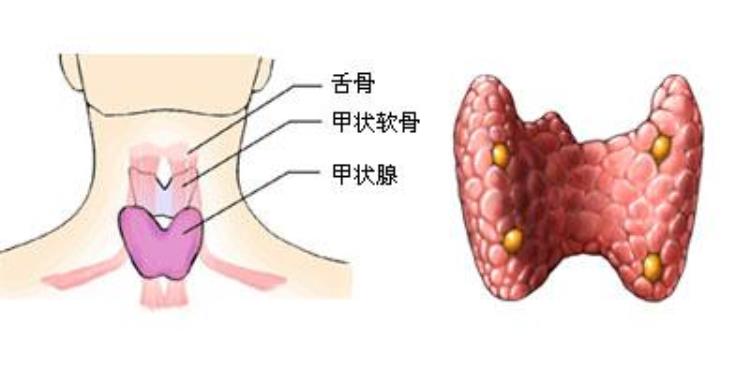 怀孕了为什么要查甲状腺功能,怀孕查甲状腺是为什么