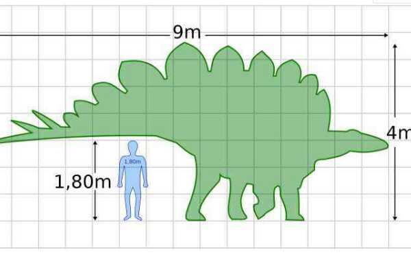世界上最大的剑龙科恐龙：锐龙 体长8米(骨盆就有1.5米)