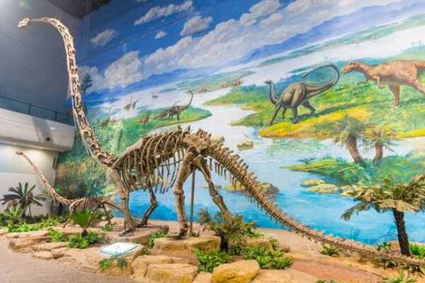 世界上最大的剑龙科恐龙：锐龙 体长8米(骨盆就有1.5米)