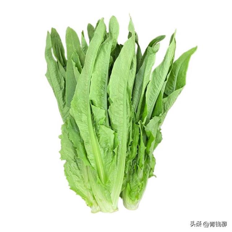 云南油麦菜种植技术,云南大棚油麦菜种植方法