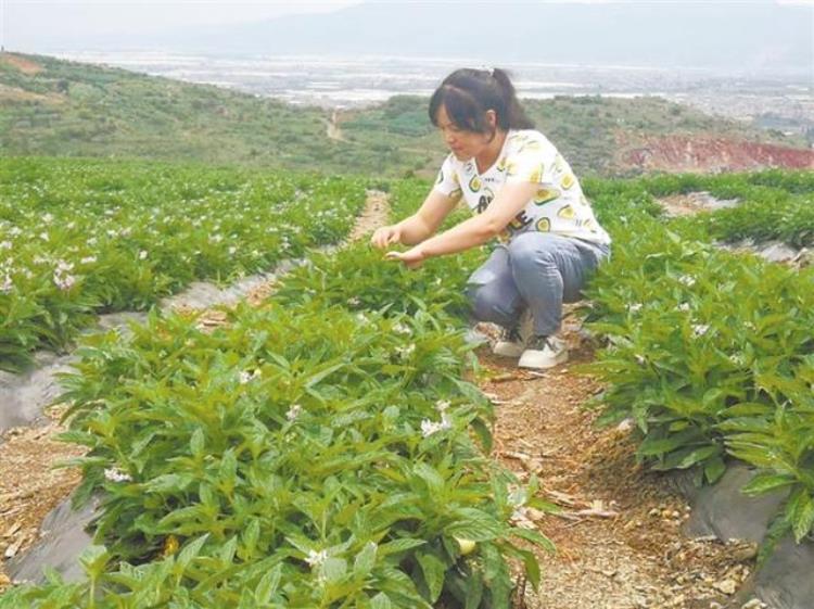 新庄村砂石地上种出人参果树,人参果在哪里有种植基地