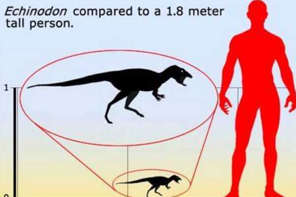 迷你型植食恐龙：棘齿龙 仅0.7米长(不如成年人高)