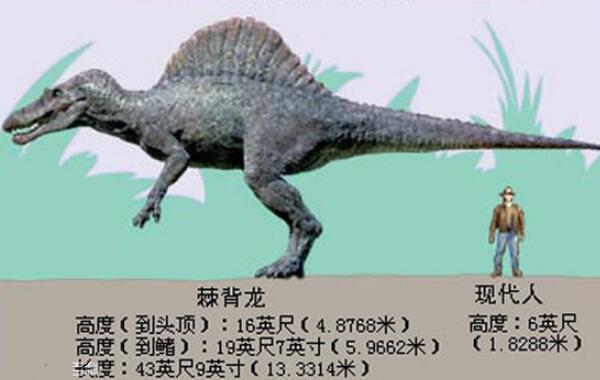 草原龙：大洋洲巨型恐龙（长15/距今1.25亿年前）