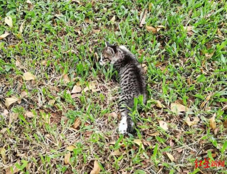 一家三口和两只猫吃毒蘑菇死亡,猫咪病毒感染死亡率