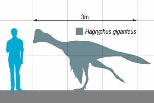 最大的偷蛋龙下目恐龙:哈格里芬龙 体长达3米(像鸵鸟)
