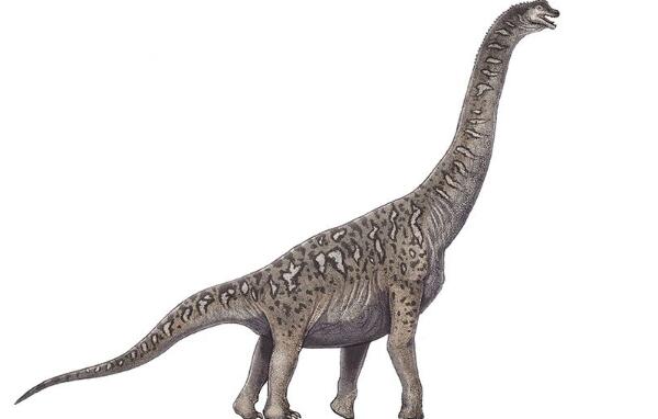 南宁龙：广西巨型食草恐龙（长13米/距今1亿年前）