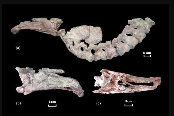 原始蜥脚类恐龙:金山龙 体长仅5-6米(发现于中国云南)