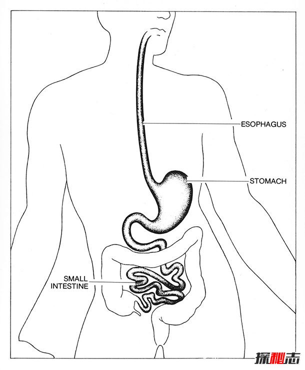 消化系统有什么功能?消化系统12大有趣的事实