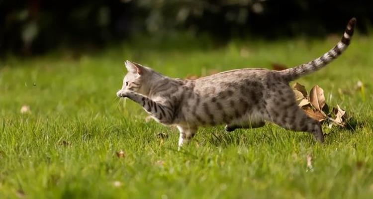 猫为何不怕毒蛇「令人闻风丧胆的蛇为什么猫却不怕猫为何能轻松拿捏蛇」