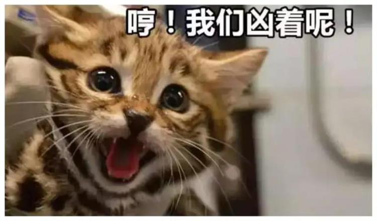 猫为何不怕毒蛇「令人闻风丧胆的蛇为什么猫却不怕猫为何能轻松拿捏蛇」