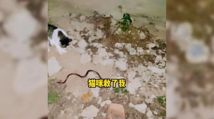 猫为何不怕毒蛇「令人闻风丧胆的蛇为什么猫却不怕猫为何能轻松拿捏蛇」